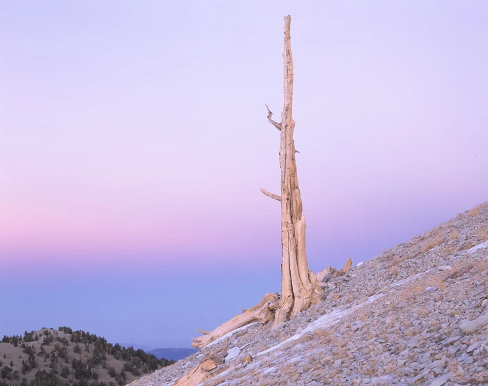 Bristlecone Pine Tree, California / Tirage Cibachrome