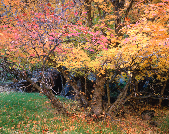 Fall Zion National Park, Utah
