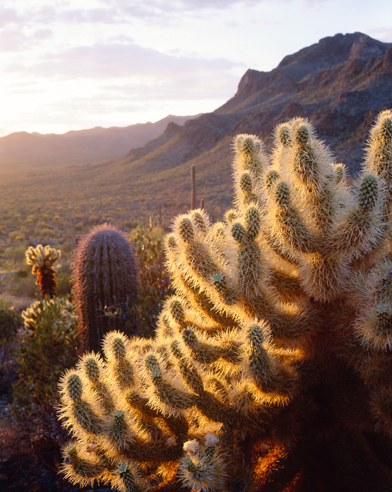 Teddy Bear Cactus Saguaro National Monument, Arizona