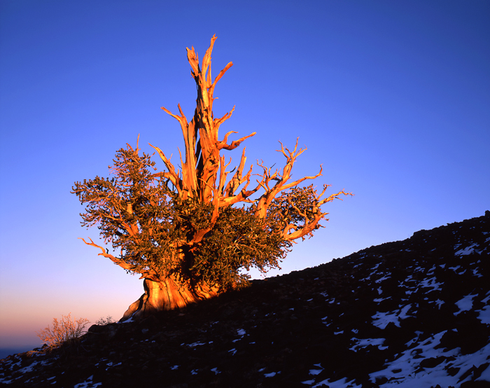 Pinus Longaeva Bristlecone Pine Tree, California - Tirage Cibachrome