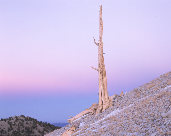 Bristlecone Pine Tree, California - Tirage Cibachrome