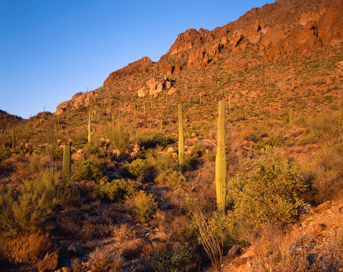 Saguaro Cactus, Arizona