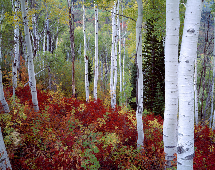 Timpanogos Forest, Utah