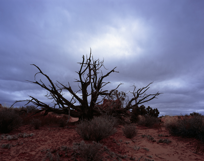 Dead Tree, Arches, Utah