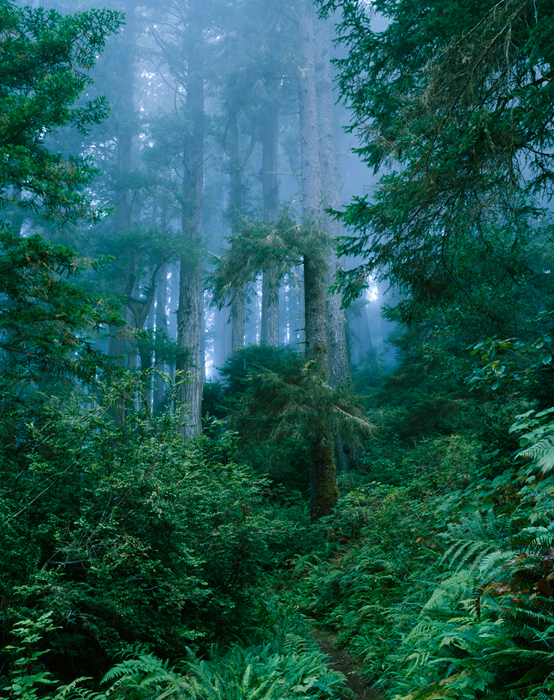 Damnation Creek trail, Redwoods State Park, California - Tirage Cibachrome