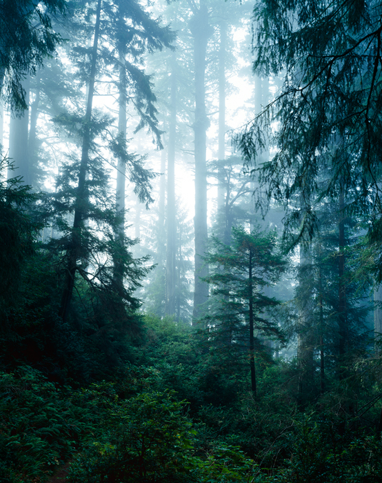 Damnation Creek trail, Redwoods, California