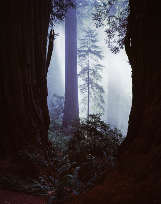 Damnation Creek trail, Redwoods, California
