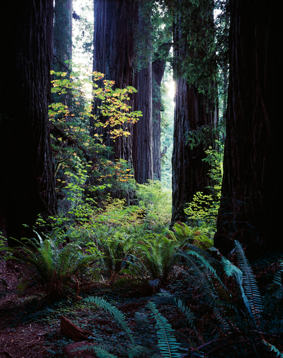 Jedediah Smith Redwoods State Park, California