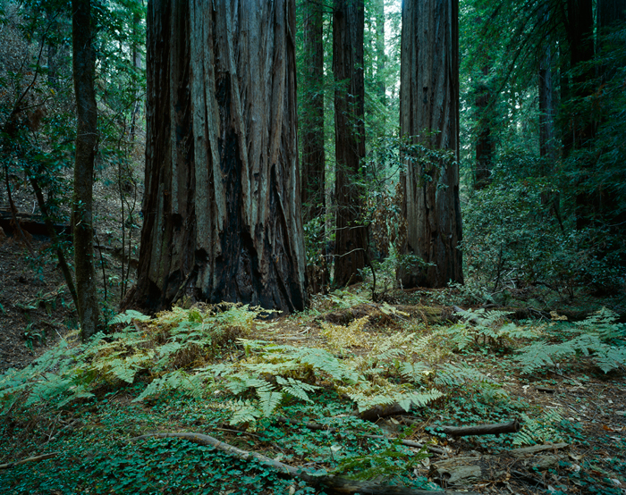 Armstrong Redwoods State Natural Reserve, California