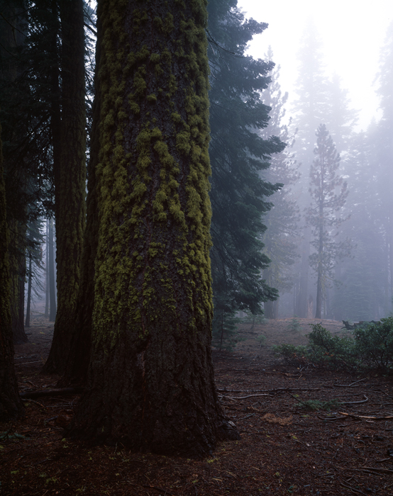 Yosemite, California