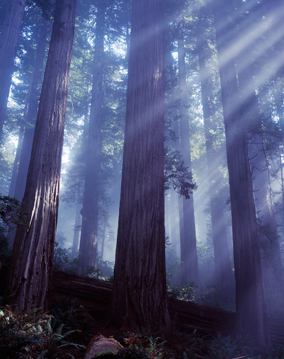 Damnation Creek trail, Redwoods, California