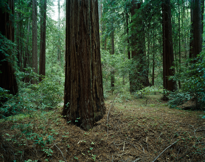 Armstrong Redwoods State Natural Reserve, California