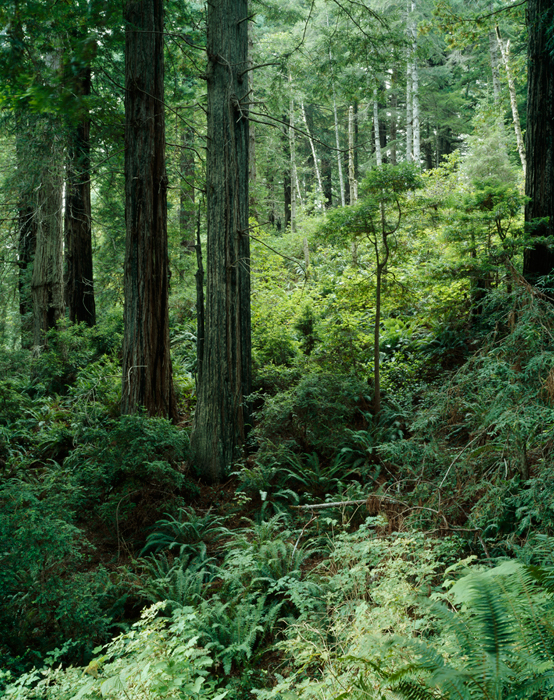 Redwoods Ossagon Trail, California