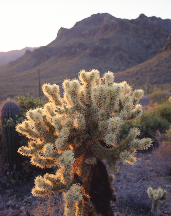 Cylindropuntia Bigelovii, Arizona - Tirage Cibachrome