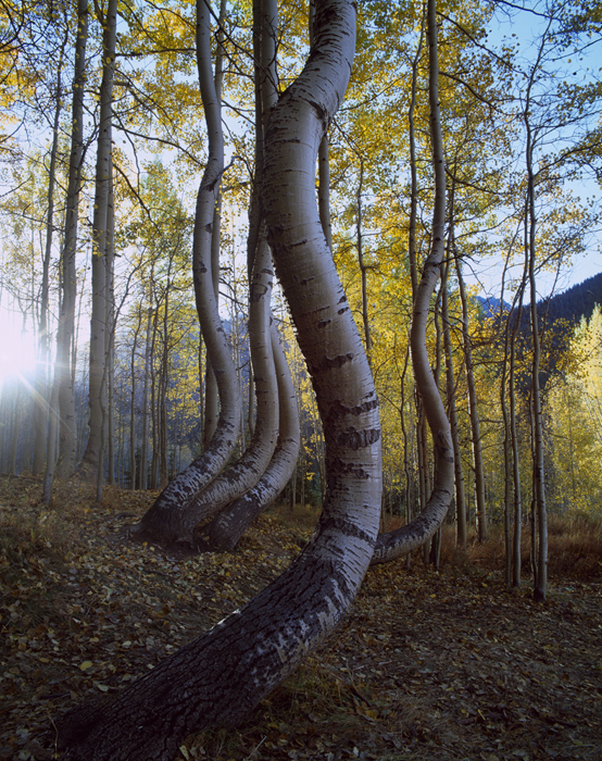 Ophir Pass Road, Colorado - Tirage Cibachrome
