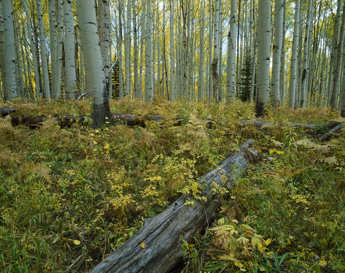 Aspens, Colorado - Tirage Cibachrome