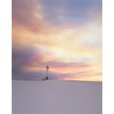 Yucca, White Sand, New Mexico