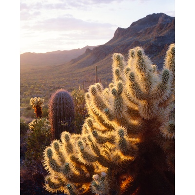 Teddy Bear Cactus Saguaro National Monument, Arizona
