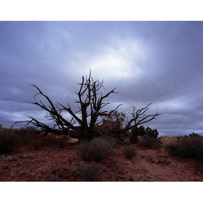 Dead Tree, Arches, Utah