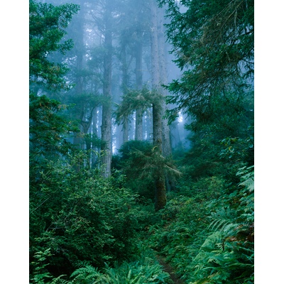 Damnation Creek trail, Redwoods State Park, California