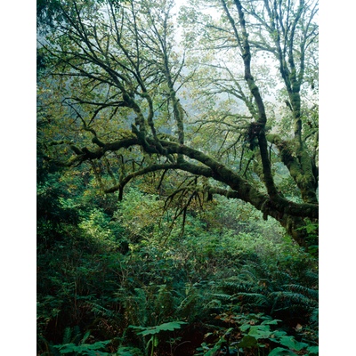 Damnation Creek trail, Redwoods State Park, California