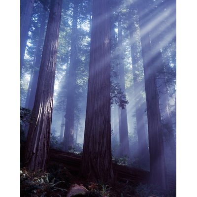 Damnation Creek trail, Redwoods, California