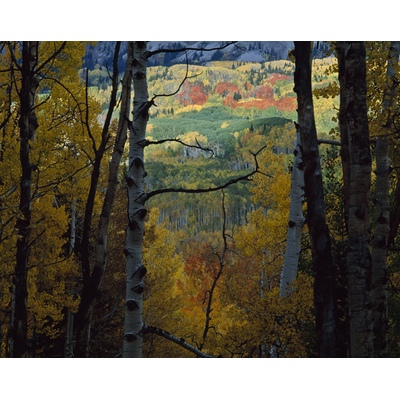 Kebler Pass, Colorado