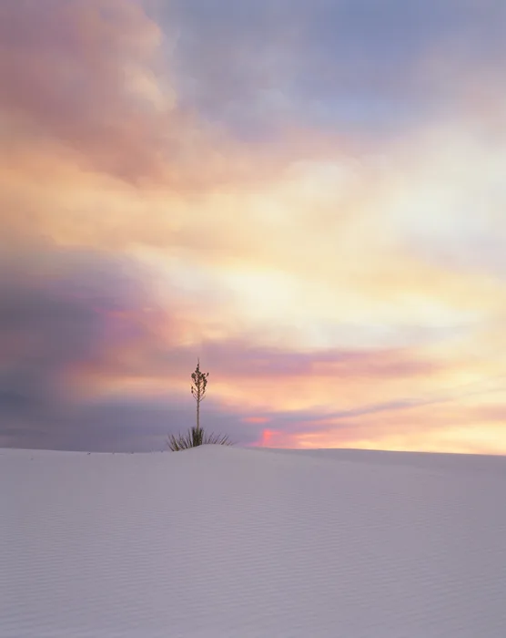 Yucca, White Sand, New Mexico	