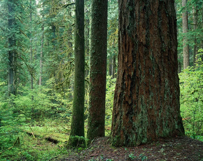Sequoia Nat'l Park, California