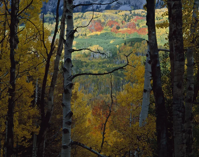Kebler Pass, Colorado