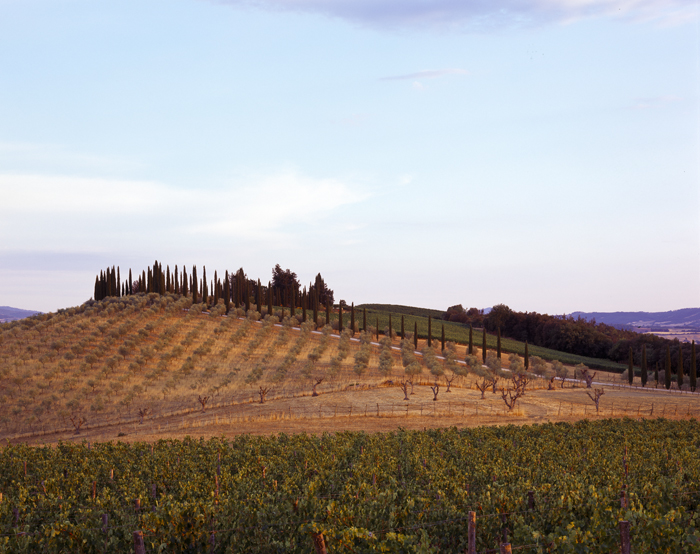 Vigne, Toscane, Italie