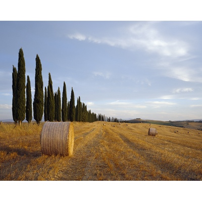 Haie de Cyprès, Toscane, Italie