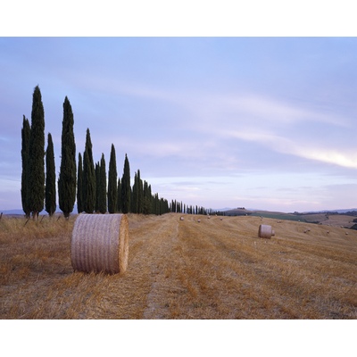 Haie de Cyprès, Toscane, Italie