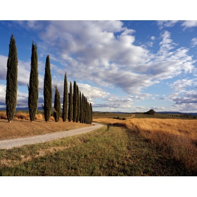 Route de Cyprès, Toscane, Italie