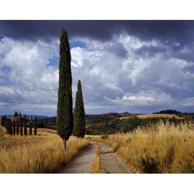 Route de Cyprès, Toscane, Italie