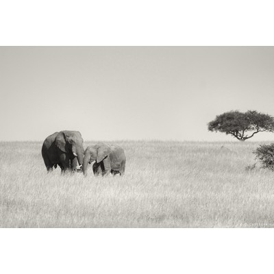 Masai Mara, Kenya