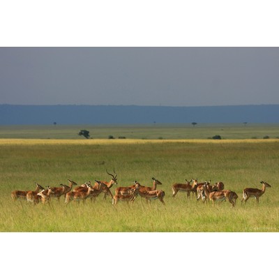 Masai Mara, Kenya