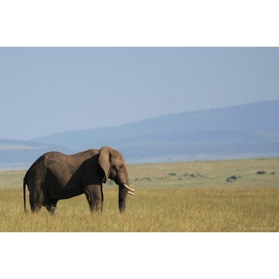 Masai Mara, Kenya