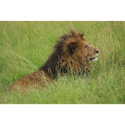 Masai Mara, Kenya
