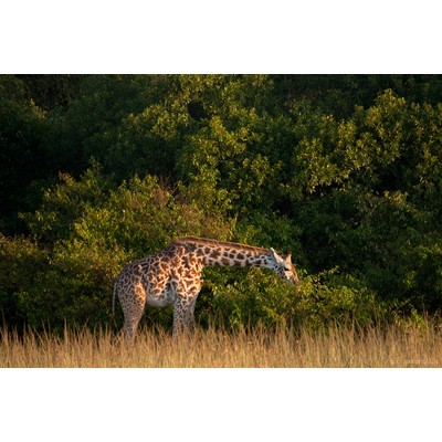 Masai Mara, Kenya
