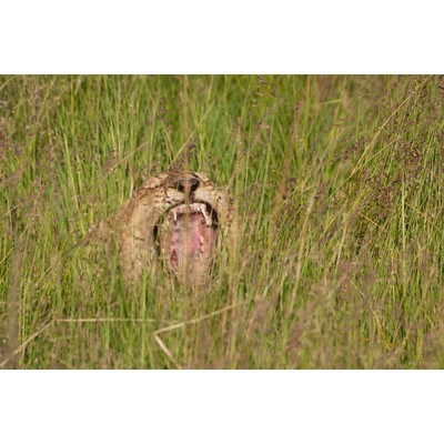 Masai Mara, Kenya