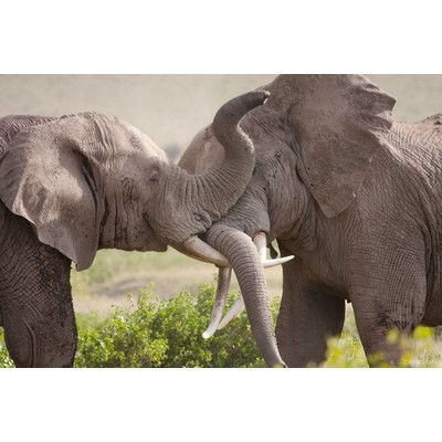 Amboseli, Kenya