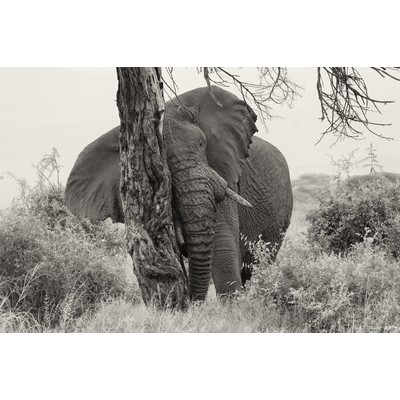 Amboseli, Kenya