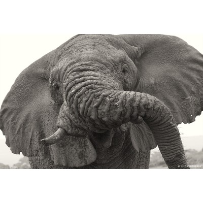 Amboseli, Kenya