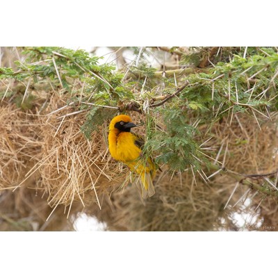 Tisserin Gendarme, Amboseli, Kenya