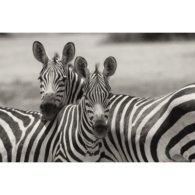 Amboseli, Kenya