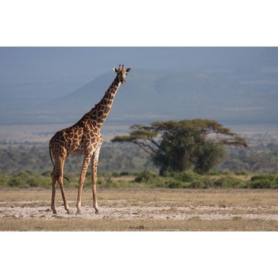 Amboseli, Kenya