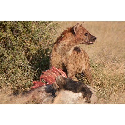 Hyène, Amboseli, Kenya