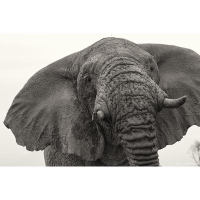 Amboseli, Kenya