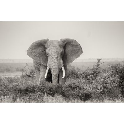 Amboseli, Kenya